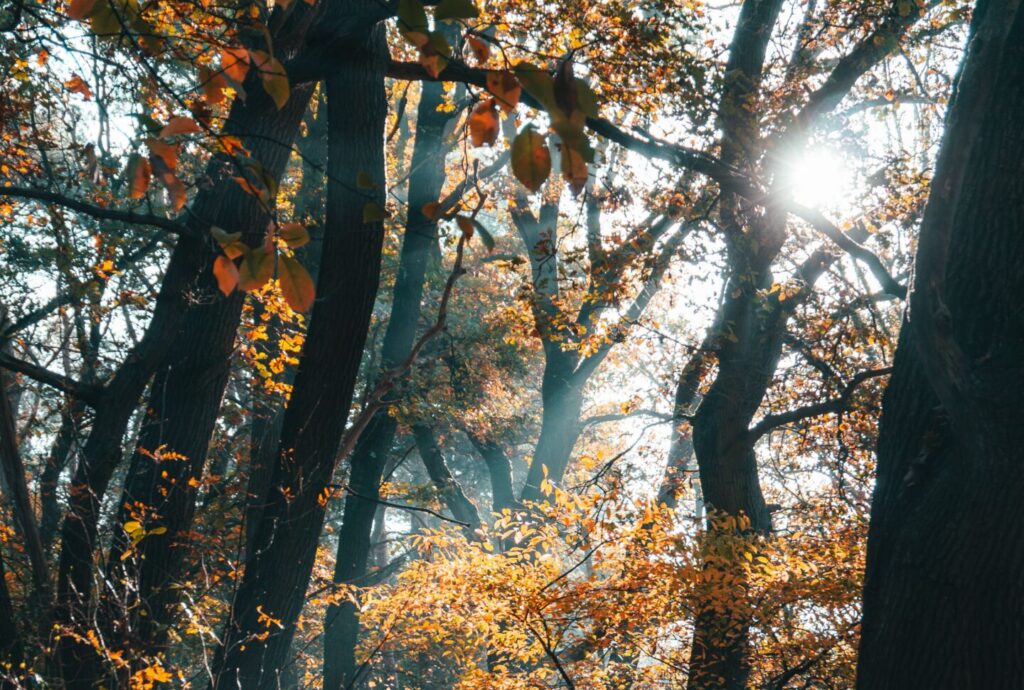 bomen