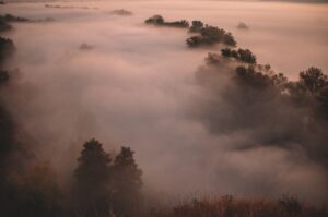 mist tussen de bomen